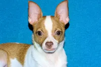 Wyatt- AKC Smoothcoat M, a male Chihuahua for sale in Abingdon, VA – 2 of 9