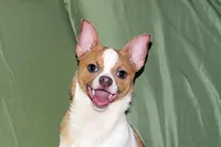 Wilbur-AKC Smoothcoat M, a male Chihuahua for sale in Abingdon, VA – 6 of 10