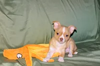 Berry-AKC Smoothcoat M, a male Chihuahua for sale in Abingdon, VA – 2 of 7