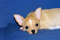 Lucky- AKC Smoothcoat Male, a male Chihuahua for sale in Abingdon, VA – 3 of 10