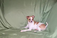 Wilbur-AKC Smoothcoat M, a male Chihuahua for sale in Abingdon, VA – 8 of 10