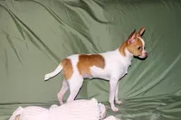Wyatt- AKC Smoothcoat M, a male Chihuahua for sale in Abingdon, VA – 4 of 10
