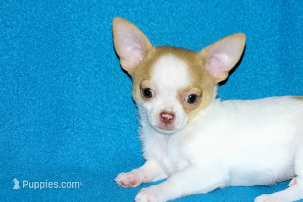Marshmallow-AKC Smoothcoat M – Chihuahua puppy for sale in Abingdon, VA
