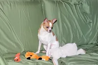 Wilbur-AKC Smoothcoat M, a male Chihuahua for sale in Abingdon, VA – 2 of 10