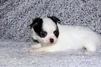 Carla-AKC Longcoat, a female Chihuahua for sale in Abingdon, VA – Photo 6 of 8