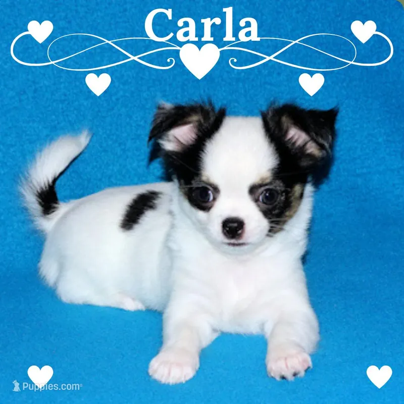 Carla-AKC Longcoat – Chihuahua puppy for sale in Abingdon, VA