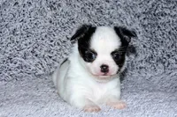 Carla-AKC Longcoat, a female Chihuahua for sale in Abingdon, VA – Photo 8 of 8