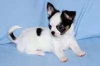 Carla-AKC Longcoat, a female Chihuahua for sale in Abingdon, VA – Photo 6 of 9