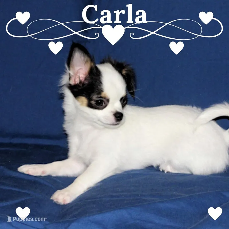 Carla-AKC Longcoat – Chihuahua puppy for sale in Abingdon, VA