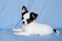 Carla-AKC Longcoat, a female Chihuahua for sale in Abingdon, VA – Photo 7 of 9