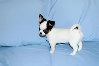 Carla-AKC Longcoat, a female Chihuahua for sale in Abingdon, VA – Photo 8 of 9