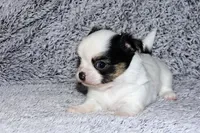 Carla-AKC Longcoat, a female Chihuahua for sale in Abingdon, VA – Photo 3 of 8