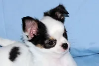 Carla-AKC Longcoat, a female Chihuahua for sale in Abingdon, VA – Photo 4 of 9