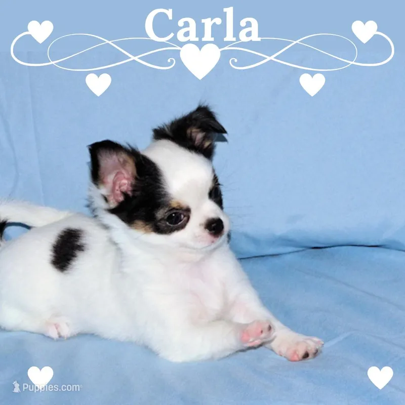 Carla-AKC Longcoat – Chihuahua puppy for sale in Abingdon, VA