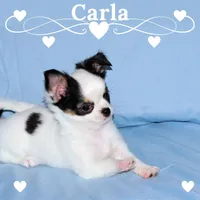 Carla-AKC Longcoat, a female Chihuahua for sale in Abingdon, VA – Photo 1 of 9