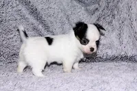 Carla-AKC Longcoat, a female Chihuahua for sale in Abingdon, VA – Photo 2 of 8