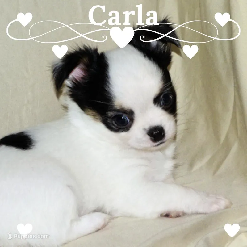 Carla-AKC Longcoat