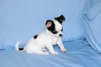 Carla-AKC Longcoat, a female Chihuahua for sale in Abingdon, VA – Photo 2 of 9