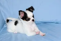 Carla-AKC Longcoat, a female Chihuahua for sale in Abingdon, VA – Photo 3 of 9