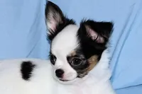 Carla-AKC Longcoat, a female Chihuahua for sale in Abingdon, VA – Photo 9 of 9