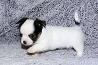 Carla-AKC Longcoat, a female Chihuahua for sale in Abingdon, VA – Photo 5 of 8