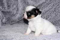 Carla-AKC Longcoat, a female Chihuahua for sale in Abingdon, VA – Photo 4 of 8