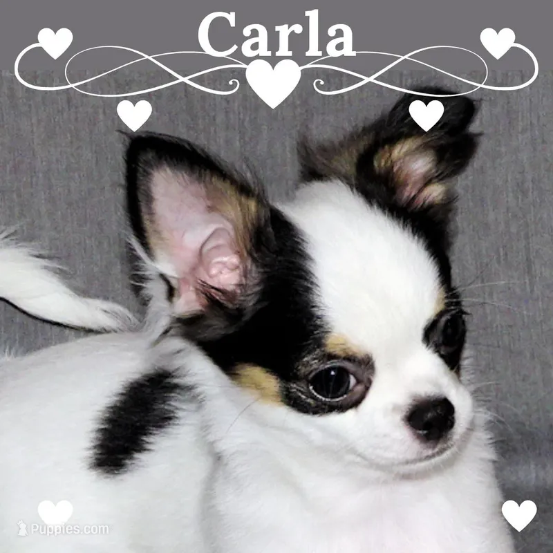 Carla-AKC Longcoat – Chihuahua puppy for sale in Abingdon, VA