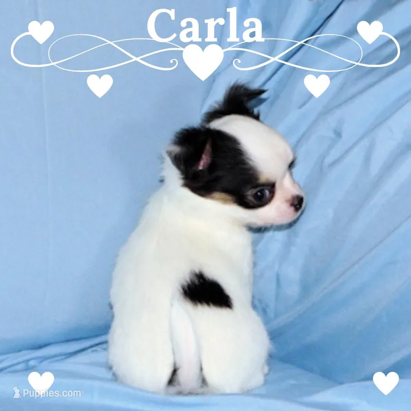 Carla-AKC Longcoat