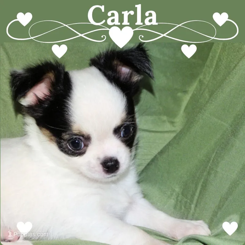 Carla-AKC Longcoat – Chihuahua puppy for sale in Abingdon, VA