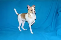 Wilbur-AKC Smoothcoat M, a male Chihuahua for sale in Abingdon, VA – 8 of 10