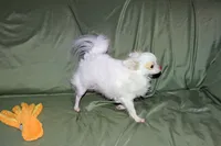Mr. Mouse- AKC longcoat, a male Chihuahua for sale in Abingdon, VA – 5 of 8
