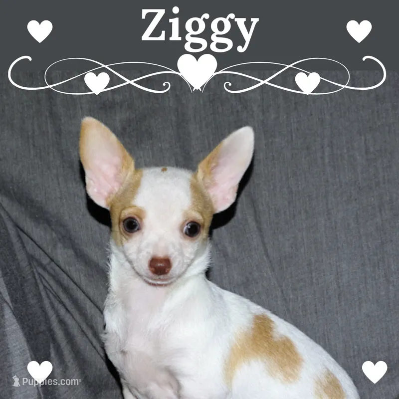 Ziggy-AKC Smoothcoat M – Chihuahua puppy for sale in Abingdon, VA