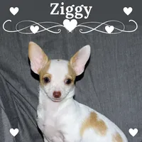 Ziggy-AKC Smoothcoat M, a male Chihuahua for sale in Abingdon, VA – 1 of 9