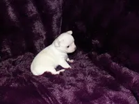Max- AKC Smoothcoat Male, a male Chihuahua for sale in Abingdon, VA – 2 of 7