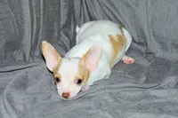 Ziggy-AKC Smoothcoat M, a male Chihuahua for sale in Abingdon, VA – 4 of 9