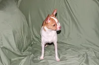 Wyatt- AKC Smoothcoat M, a male Chihuahua for sale in Abingdon, VA – 5 of 10