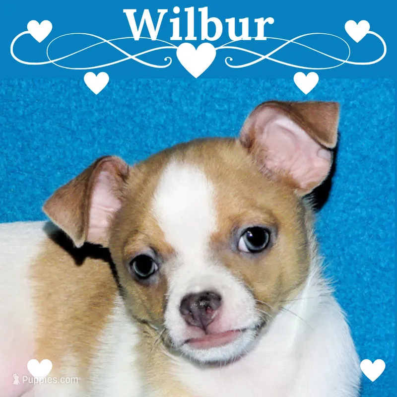 Wilbur-AKC Smoothcoat M – Chihuahua puppy for sale in Abingdon, VA