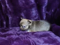 Ruby- Chocolate Sabled Fawn Smoothcoat Female, a female Chihuahua for sale in Abingdon, VA – 3 of 7