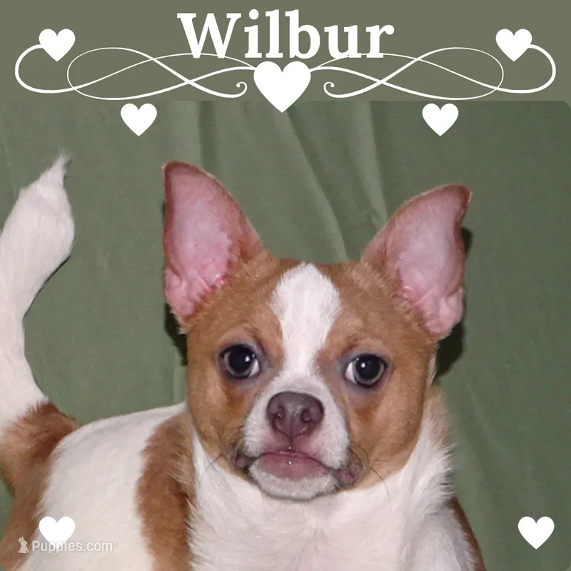 Wilbur-AKC Smoothcoat M – Chihuahua puppy for sale in Abingdon, VA
