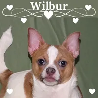 Wilbur-AKC Smoothcoat M, a male Chihuahua for sale in Abingdon, VA – 1 of 10