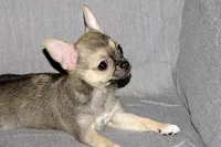 Posie-AKC Smoothcoat Female, a female Chihuahua for sale in Abingdon, VA – 7 of 9