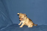 Lollipop- AKC Longcoat Female, a female Chihuahua for sale in Abingdon, VA – Photo 8 of 9