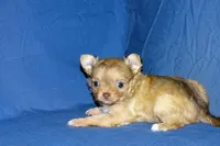 Lollipop- AKC Longcoat Female, a female Chihuahua for sale in Abingdon, VA – Photo 5 of 9