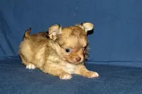 Lollipop- AKC Longcoat Female, a female Chihuahua for sale in Abingdon, VA – Photo 7 of 9