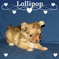 Lollipop- AKC Longcoat Female, a female Chihuahua for sale in Abingdon, VA – Photo 1 of 9
