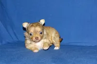 Lollipop- AKC Longcoat Female, a female Chihuahua for sale in Abingdon, VA – Photo 3 of 9