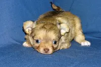 Lollipop- AKC Longcoat Female, a female Chihuahua for sale in Abingdon, VA – Photo 6 of 9