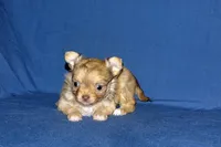 Lollipop- AKC Longcoat Female, a female Chihuahua for sale in Abingdon, VA – Photo 2 of 9