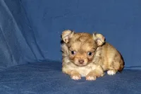 Lollipop- AKC Longcoat Female, a female Chihuahua for sale in Abingdon, VA – Photo 4 of 9