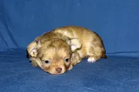 Lollipop- AKC Longcoat Female, a female Chihuahua for sale in Abingdon, VA – Photo 9 of 9